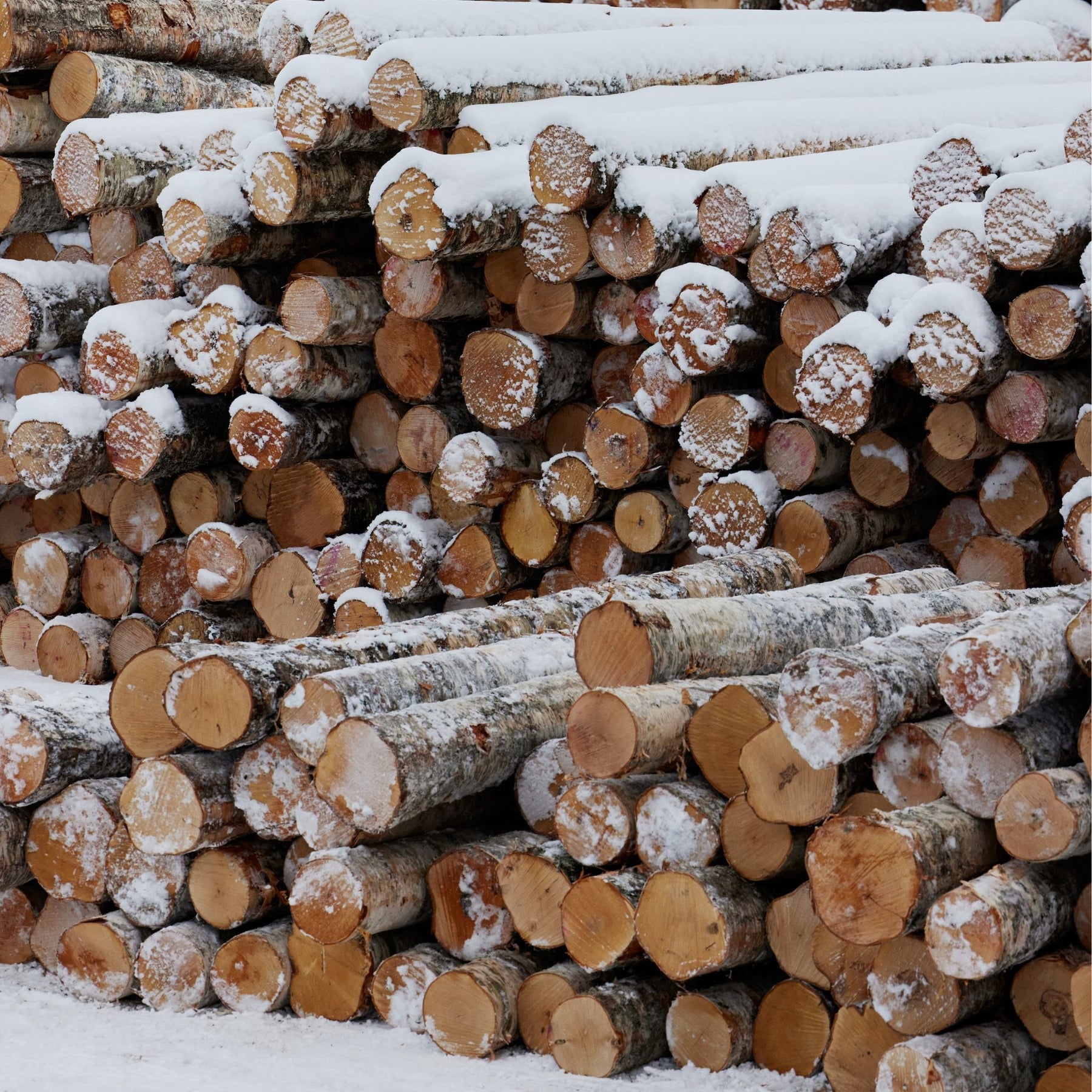Nordic Birch Logs to be used in making Artek Stool 60s