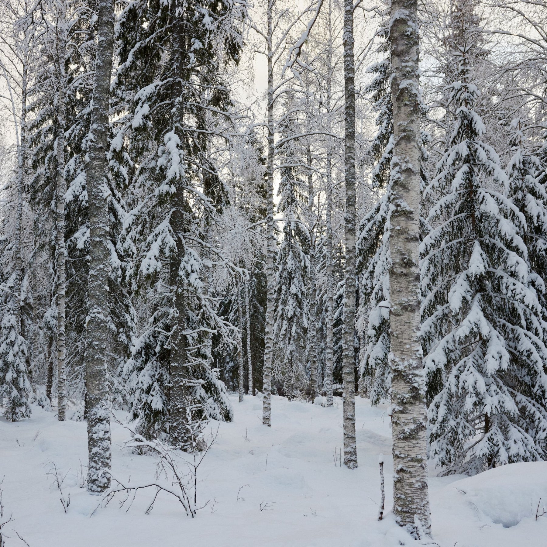 Nordic Spruce and Pine in Finnish Forrest near Artek