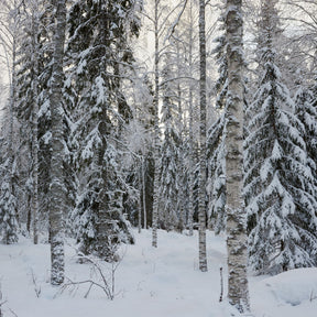 Nordic Spruce and Pine in Finnish Forrest near Artek