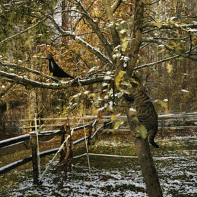 Eames House Bird in Tree Outdoors Vitra