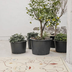 Nanimarquina Silhouette Outdoor Rug by Jaime Hayon with Plants